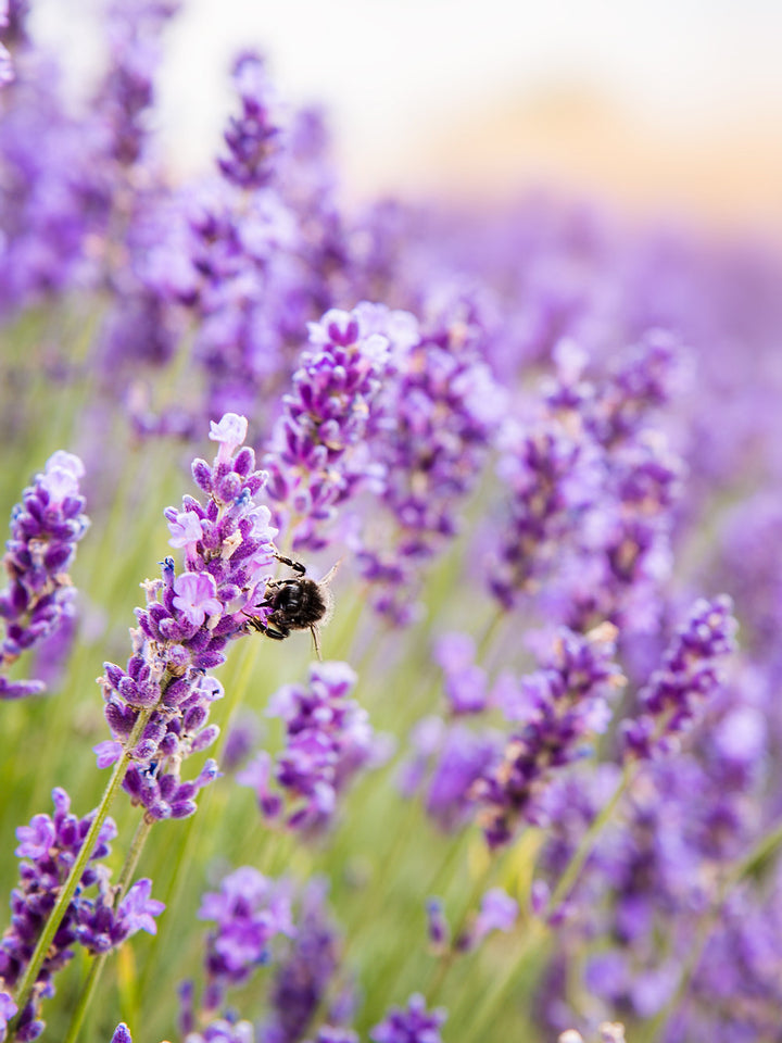 HONEY TEA BEE BOX - LAVENDER LEMONADE