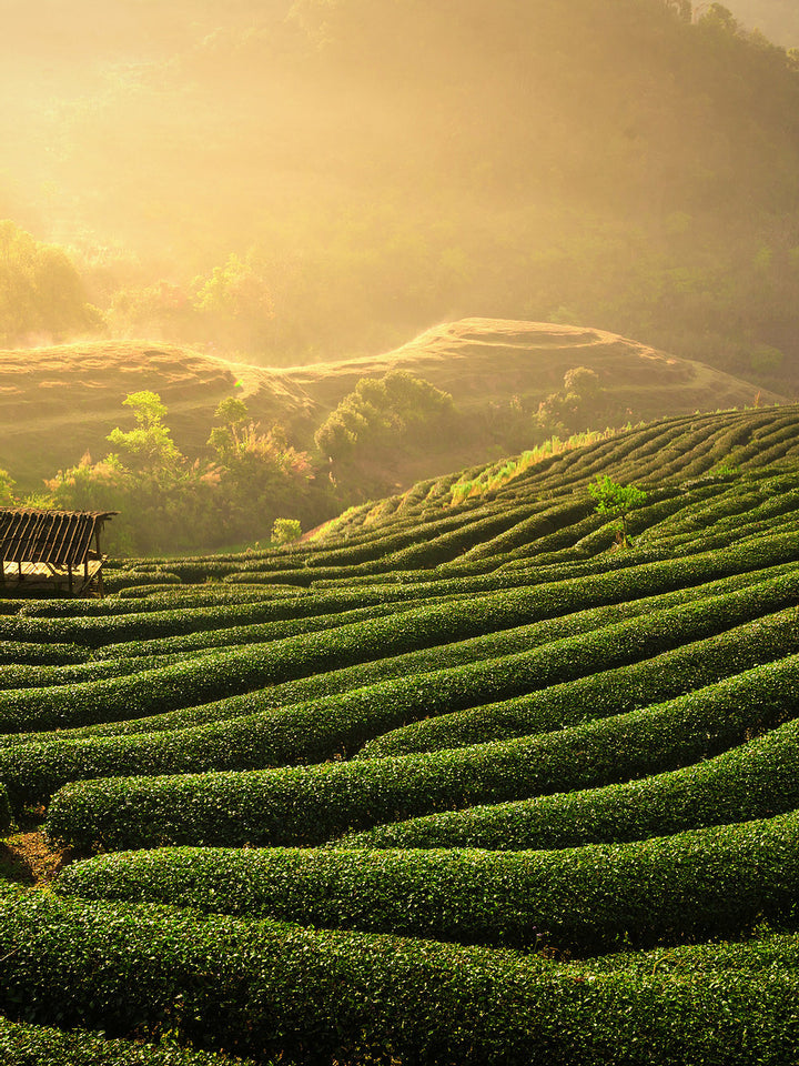 HONEY TEA BEE BOX - GREEN TEA